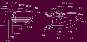 指甲的构造解说