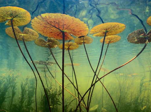 如何快速记英语