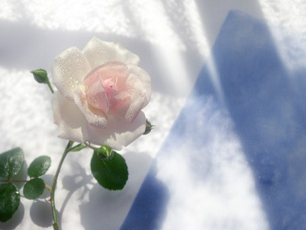 考研单词怎么背诵