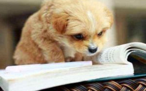 雅思写作教育类范文-北京朗阁雅思培训