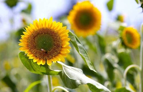 医学影像考研哪个方向比较好