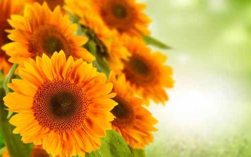 怎样学好英语语法基础