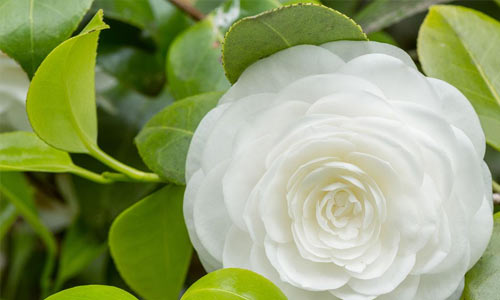 怎样克服自卑心理障碍