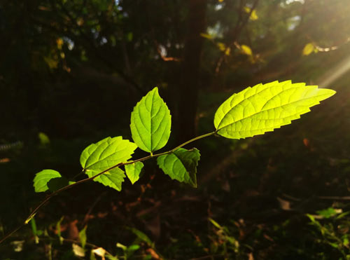 社会工作考研方向