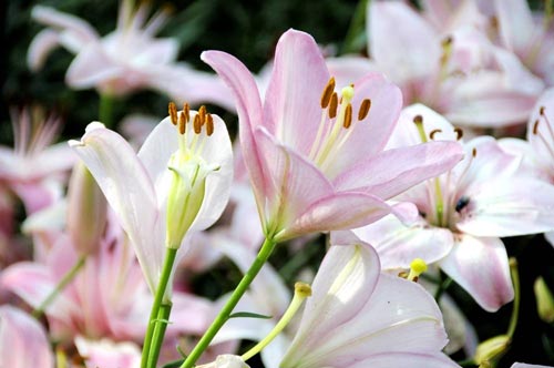 本科会计跨专业考研方向