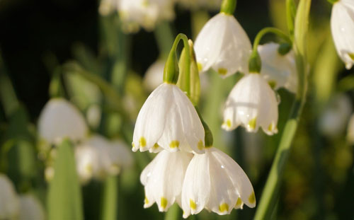 青春梦想拼搏的演讲稿