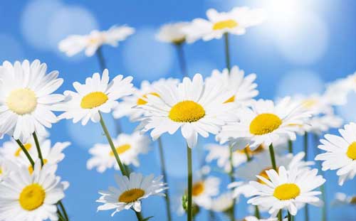 幸福的校园生活小学生演讲稿