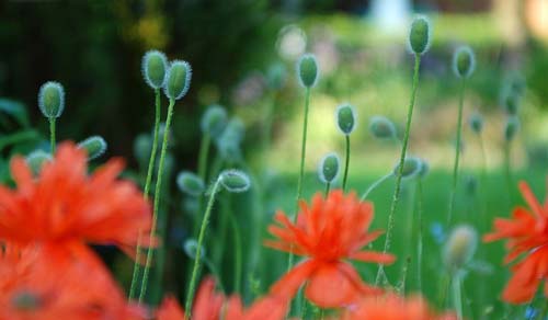 我的小学校园生活演讲稿