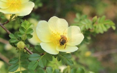 小学生开学典礼演讲稿