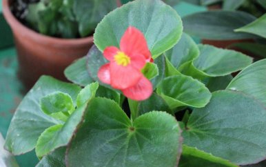 关于校园段落演讲稿