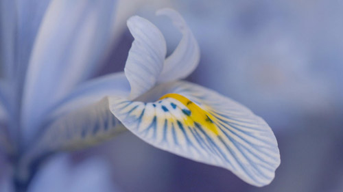 怎么表达对领导的赞美