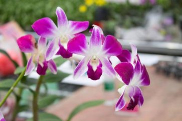 销售的开场白怎么说