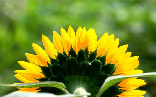 父亲我想对你说600字作文