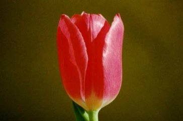 小学语文教学的有效方法