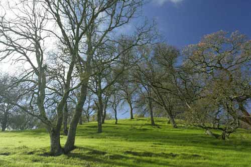 小学传统美德演讲稿