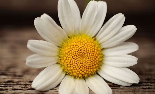 挫折也是一种美丽演讲稿