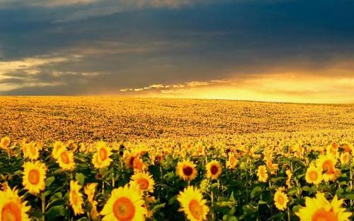 考研政治题答题技巧