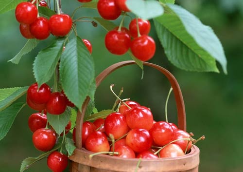 小学语文学科思维培养方法