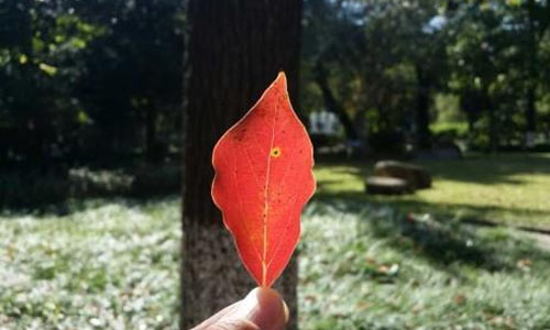 不一样的五一作文