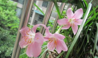 关于父亲的作文一