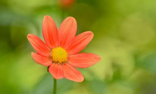 庆五一作文450字