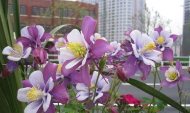 关于母亲节的作文