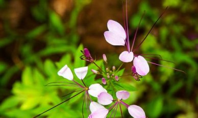 高中语文病句修改方法