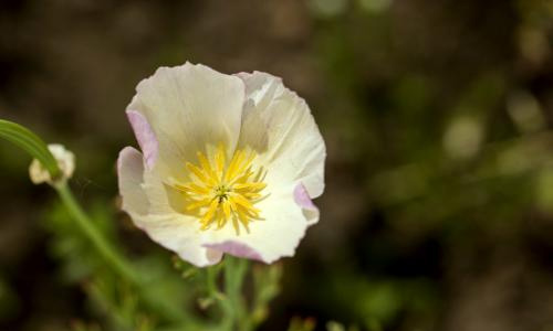 五一节高中作文
