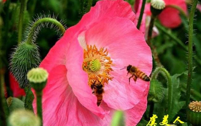 微笑的力量三分钟演讲稿