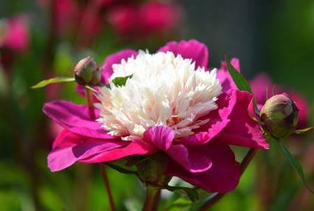 关于献爱心的演讲稿