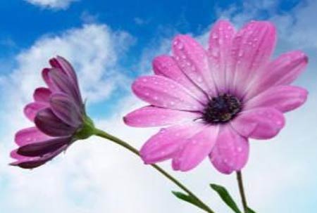 家风演讲稿600字