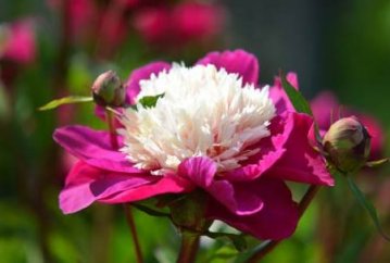 有关朋友的演讲稿800字