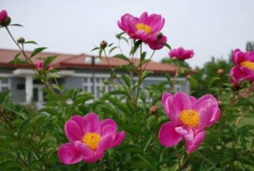 关于友情的演讲稿500字