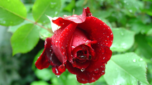 母亲节四年级作文