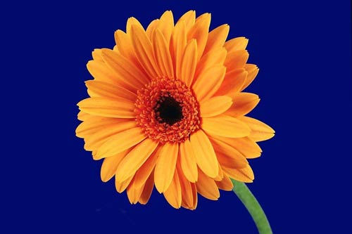 高中语文作文立意题解题方法