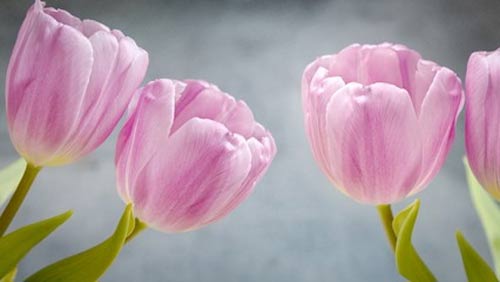 高中语文高考做题技巧