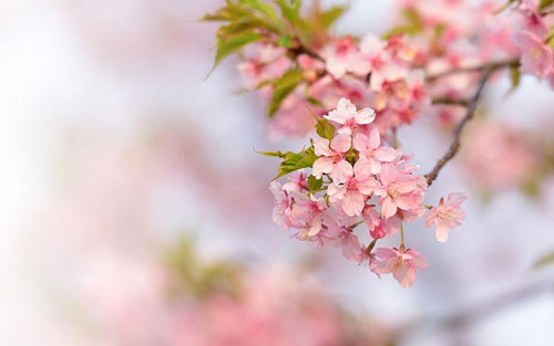 mba出来后主要做什么工作