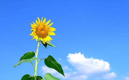 你是谁用英语怎么说