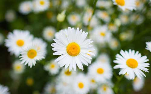 诚信故事演讲稿小学生