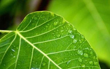 骆驼祥子小故事5分钟演讲稿