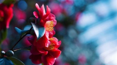 英语夏令营的作文