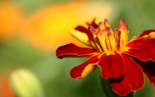 学生成长经历演讲稿