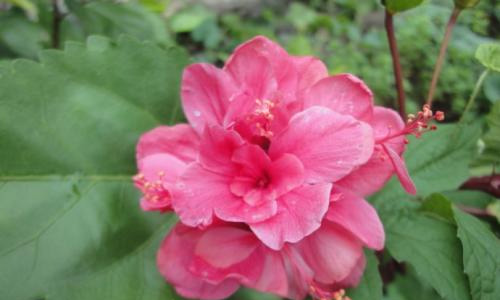 过端午节三年级作文