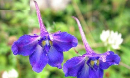 端午节记事400字作文