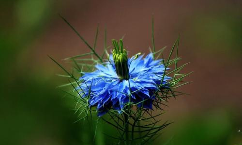 端午节记事400字作文