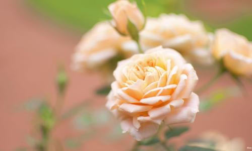 端午节见闻400字作文