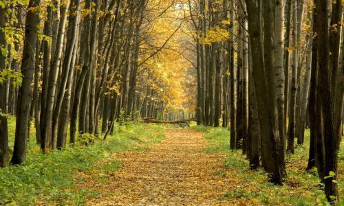 端午节民俗风情作文