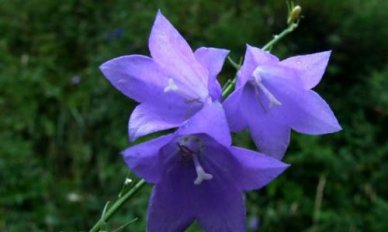 端午节的温馨作文