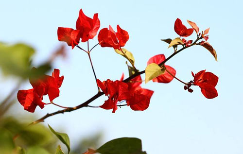 小学语文写作的表达方法