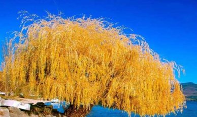 小学语文生字教学的方法